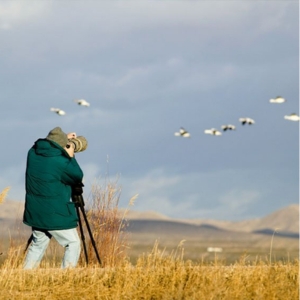 Bird Watching